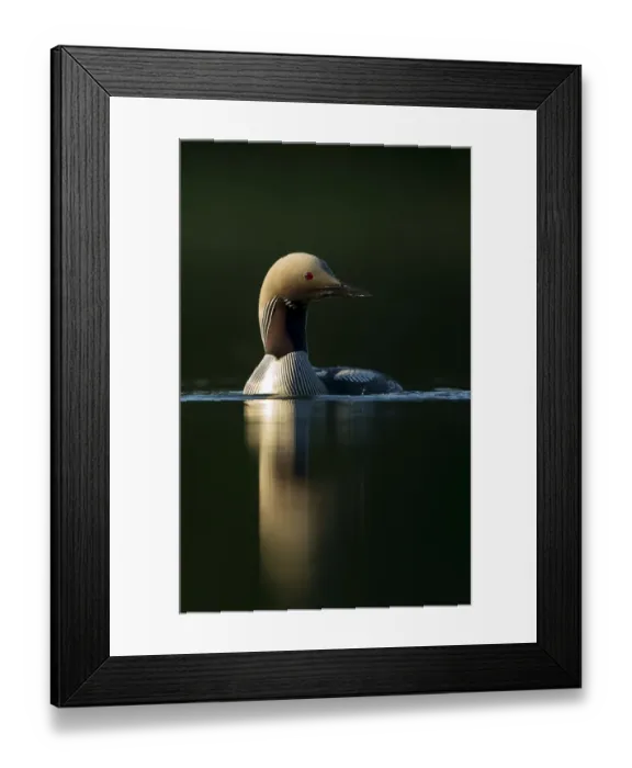 Framed Print : Black-throated diver (Gavia arctica), Finland, June Framed Print : Black-throated diver (Gavia arctica), Finland, June