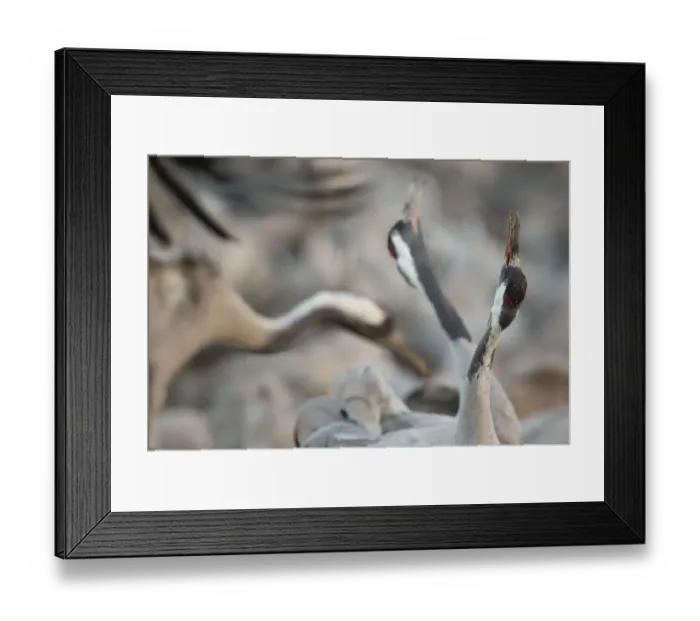 Framed Print : Common cranes (Grus grus) displaying, Hula Valley, Northern Israel, January Framed Print : Common cranes (Grus grus) displaying, Hula Valley, Northern Israel, January