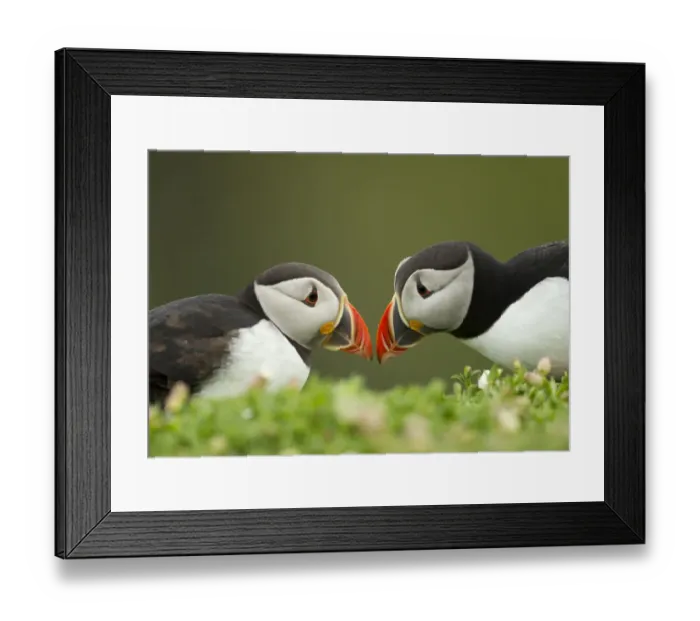 Framed Print : Atlantic Puffin (Fratercula arctica) pair bill rubbing part of ritual courtship, Skomer Island Framed Print : Atlantic Puffin (Fratercula arctica) pair bill rubbing part of ritual courtship, Skomer Island