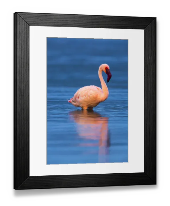 Framed Print : Lesser flamingo (Phoeniconaias minor) portrait, Lake Bogoria, Rift valley, Kenya, Africa Framed Print : Lesser flamingo (Phoeniconaias minor) portrait, Lake Bogoria, Rift valley, Kenya, Africa