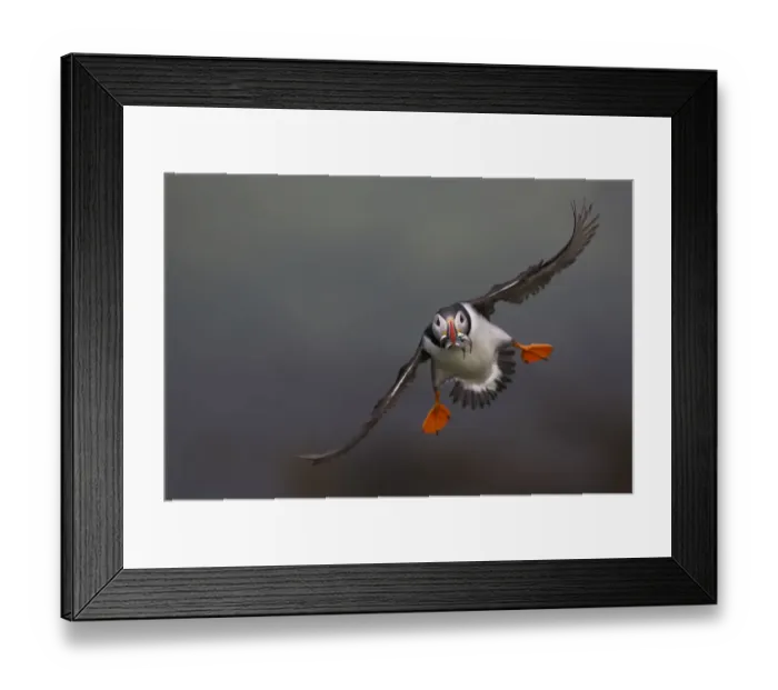 Framed Print : Atlantic Puffin (Fratercula arctica) in flight, Treshnish Isles, Scotland, UK, July Framed Print : Atlantic Puffin (Fratercula arctica) in flight, Treshnish Isles, Scotland, UK, July