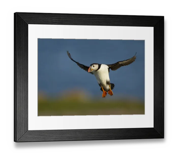 Framed Print : Atlantic Puffin (Fratercula arctica) in flight, Fair Isle, Shetland Isles, Scotland Framed Print : Atlantic Puffin (Fratercula arctica) in flight, Fair Isle, Shetland Isles, Scotland