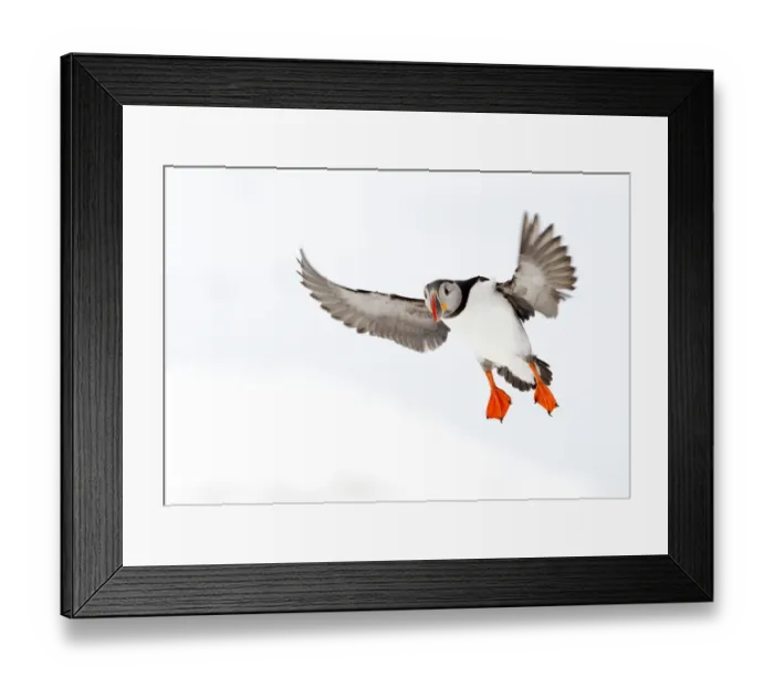 Framed Print : Atlantic Puffin (Fratercula arctica) about to land on snow, Hornoya, Varanger, Norway Framed Print : Atlantic Puffin (Fratercula arctica) about to land on snow, Hornoya, Varanger, Norway