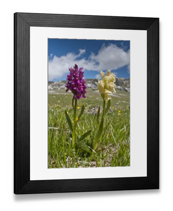 Framed Print : Elder flower orchid (Dactylorhiza sambucina) in its two colour forms, Campo Imperatore Framed Print : Elder flower orchid (Dactylorhiza sambucina) in its two colour forms, Campo Imperatore