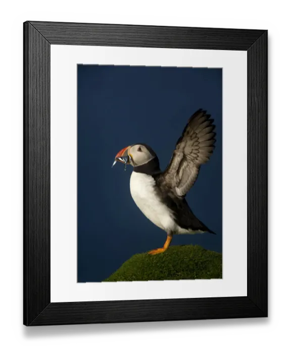 Framed Print : Atlantic Puffin (Fratercula arctica) wing stretching with sand eels in beak, Flannan Isles Framed Print : Atlantic Puffin (Fratercula arctica) wing stretching with sand eels in beak, Flannan Isles