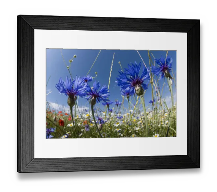 Framed Print : Cornflowers (Centaurea cyanus) in fallow fields, near Sugano, Orvieto, Italy, June