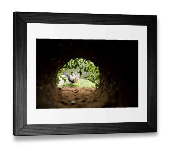 Framed Print : Atlantic Puffin (Fratercula arctica) looking down a nesting chamber, Skomer Island Framed Print : Atlantic Puffin (Fratercula arctica) looking down a nesting chamber, Skomer Island