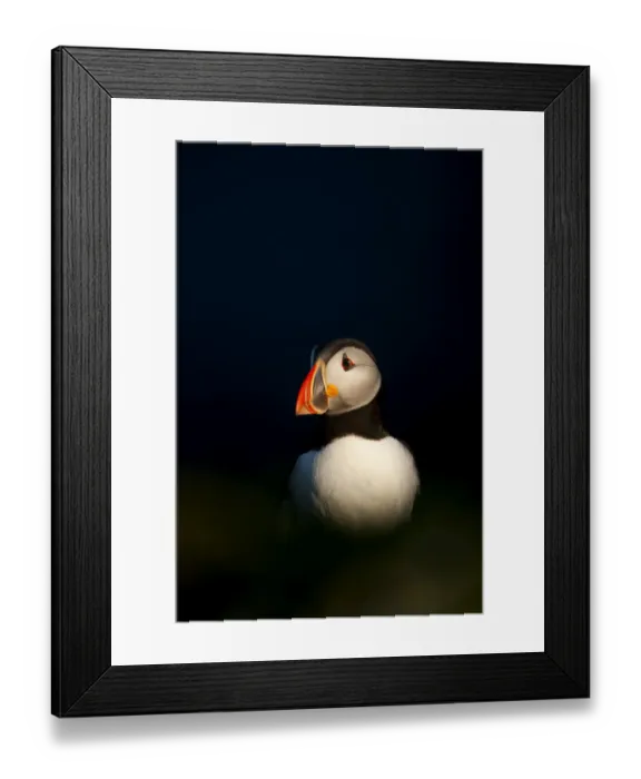 Framed Print : Atlantic Puffin (Fratercula arctica) resting, Sumburg Head, Shetland Isles, Scotland Framed Print : Atlantic Puffin (Fratercula arctica) resting, Sumburg Head, Shetland Isles, Scotland