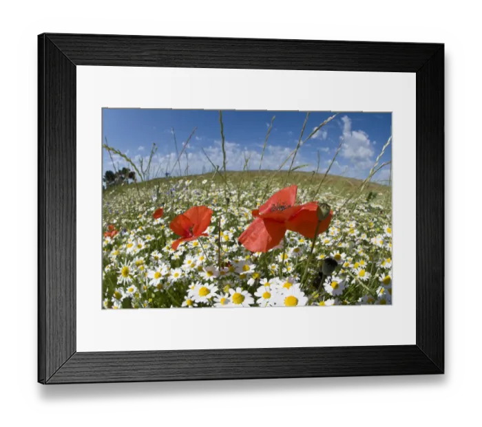 Framed Print : Mayweed (Anthemis sp) and Poppies (Papaver rhoeas) in flower, near Orvieto, Umbria Framed Print : Mayweed (Anthemis sp) and Poppies (Papaver rhoeas) in flower, near Orvieto, Umbria