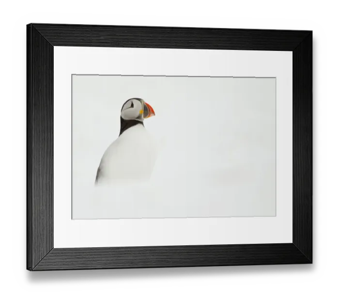 Framed Print : Atlantic Puffin (Fratercula arctica) resting on a snow bank, Hornoya, Varanger, Norway Framed Print : Atlantic Puffin (Fratercula arctica) resting on a snow bank, Hornoya, Varanger, Norway