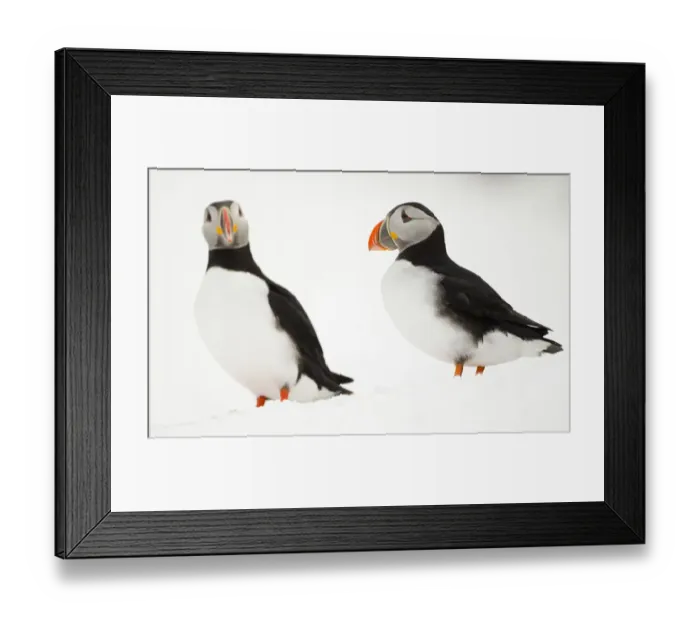 Framed Print : Atlantic Puffin (Fratercula arctica) two resting on a snow bank, Hornoya, Varanger Framed Print : Atlantic Puffin (Fratercula arctica) two resting on a snow bank, Hornoya, Varanger