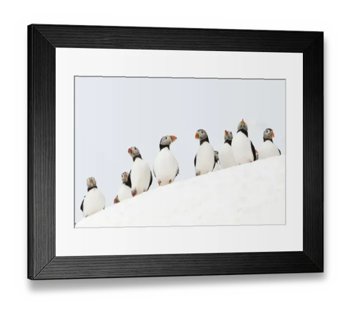Framed Print : Atlantic Puffin (Fratercula arctica) flock resting on a snow bank, Hornoya, Varanger Framed Print : Atlantic Puffin (Fratercula arctica) flock resting on a snow bank, Hornoya, Varanger