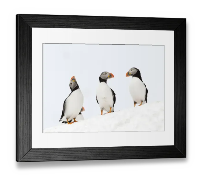 Framed Print : Atlantic Puffins (Fratercula arctica) three resting on a snow bank, Hornoya, Varanger Framed Print : Atlantic Puffins (Fratercula arctica) three resting on a snow bank, Hornoya, Varanger