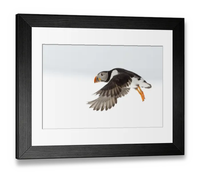 Framed Print : Atlantic Puffin (Fratercula arctica) flying profile, Hornoya, Varanger, Norway, April Framed Print : Atlantic Puffin (Fratercula arctica) flying profile, Hornoya, Varanger, Norway, April