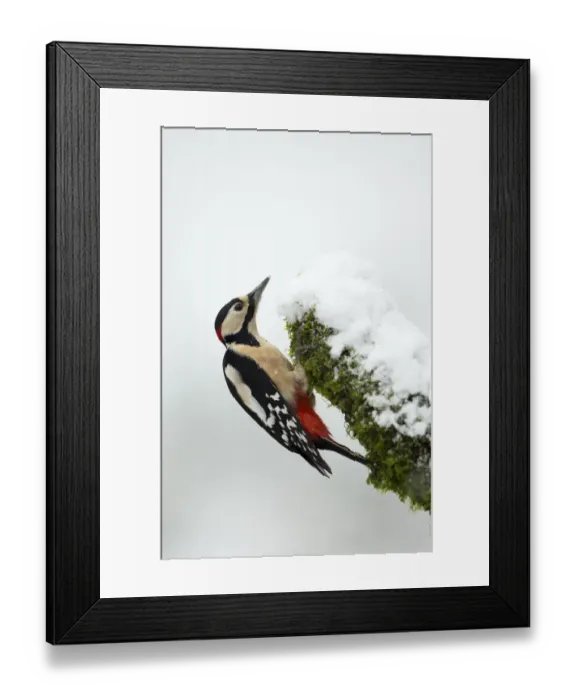 Framed Print : Great Spotted Woodpecker in snow (Dendrocopos major), Scotland, January Framed Print : Great Spotted Woodpecker in snow (Dendrocopos major), Scotland, January