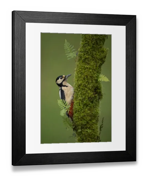 Framed Print : Great spotted woodpecker (Dendrocopos major), Scotland, November Framed Print : Great spotted woodpecker (Dendrocopos major), Scotland, November