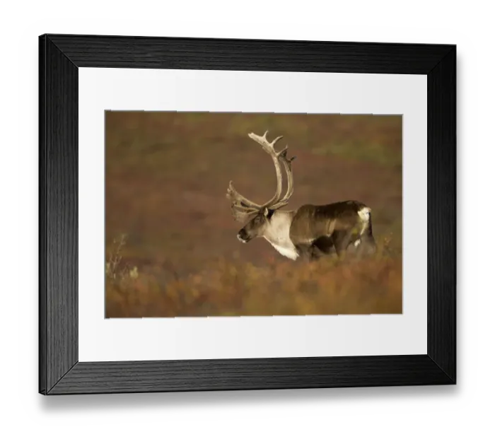 Framed Print : Caribou / Reindeer bull (Rangifer tarandus) close-up grazing, Denali National Park Framed Print : Caribou / Reindeer bull (Rangifer tarandus) close-up grazing, Denali National Park