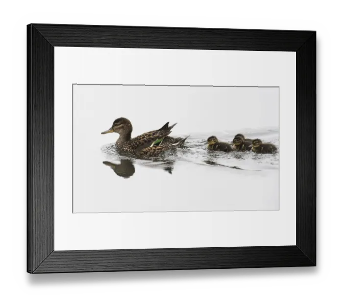 Framed Print : Common Teal (Anas crecca) female with ducklings, Finland June Framed Print : Common Teal (Anas crecca) female with ducklings, Finland June