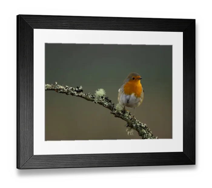 Framed Print : Robin (Erithacus rubecula) perched on a branch, Worcestershire, UK. January Framed Print : Robin (Erithacus rubecula) perched on a branch, Worcestershire, UK. January