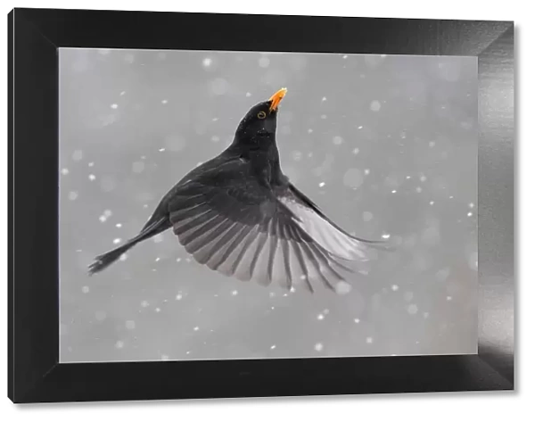 Blackbird (Turdus merula) male in flight during snowfall, Oisterwijk, The Netherlands