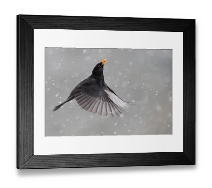 Framed Print : Blackbird (Turdus merula) male in flight during snowfall, Oisterwijk, The Netherlands. January Framed Print : Blackbird (Turdus merula) male in flight during snowfall, Oisterwijk, The Netherlands. January