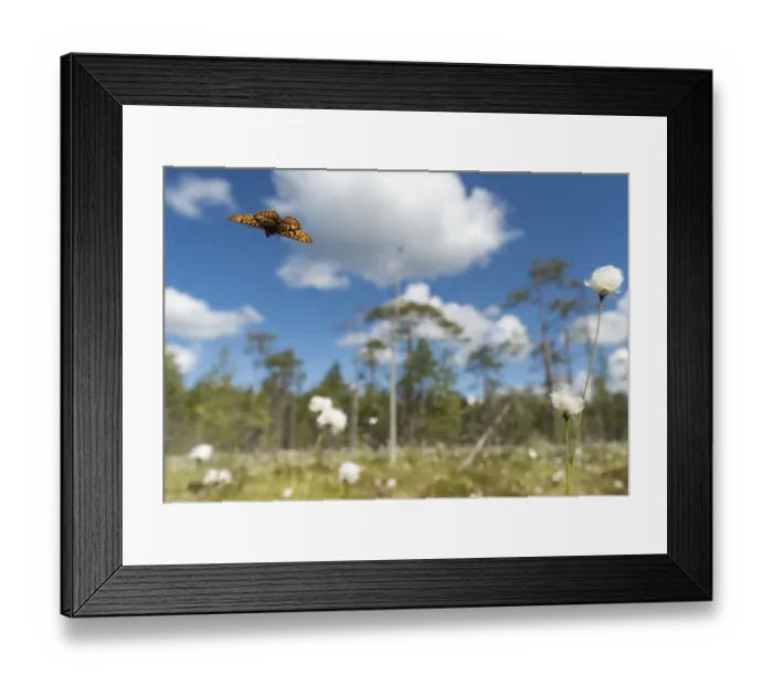 Framed Print : Frigga Fritillary (Boloria frigga) in habitat over cotton grass (Eriophorum) Finland Framed Print : Frigga Fritillary (Boloria frigga) in habitat over cotton grass (Eriophorum) Finland