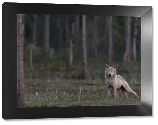Grey wolf (Canis lupus) in forest at night, Finland, July