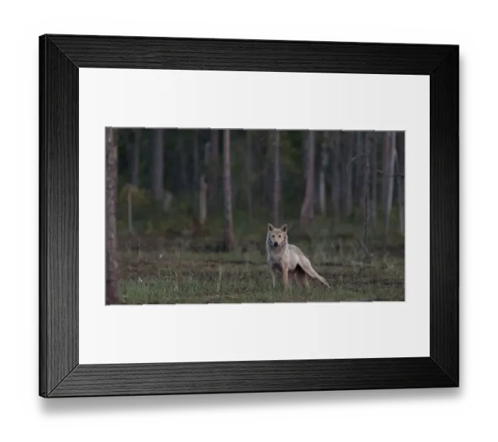 Framed Print : Grey wolf (Canis lupus) in forest at night, Finland, July Framed Print : Grey wolf (Canis lupus) in forest at night, Finland, July