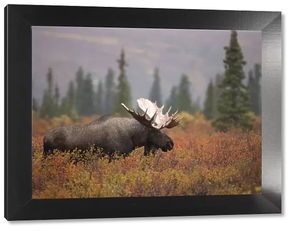 Moose Bull (Alces alces) walking in forest clearing, Denali National Park, USA, September