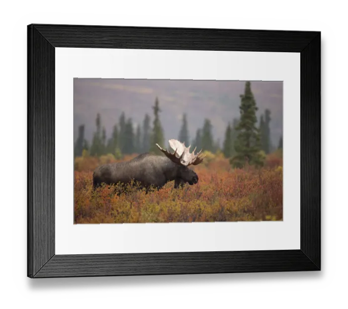 Framed Print : Moose Bull (Alces alces) walking in forest clearing, Denali National Park, USA, September Framed Print : Moose Bull (Alces alces) walking in forest clearing, Denali National Park, USA, September
