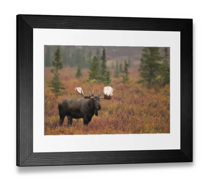 Framed Print : Moose bull (Alces alces) walking in forest clearing, Denali National Park, Alaska Framed Print : Moose bull (Alces alces) walking in forest clearing, Denali National Park, Alaska