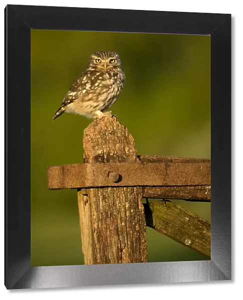 Little Owl (Athene noctua) perched on a gate in late evening light, Worcestershire, May