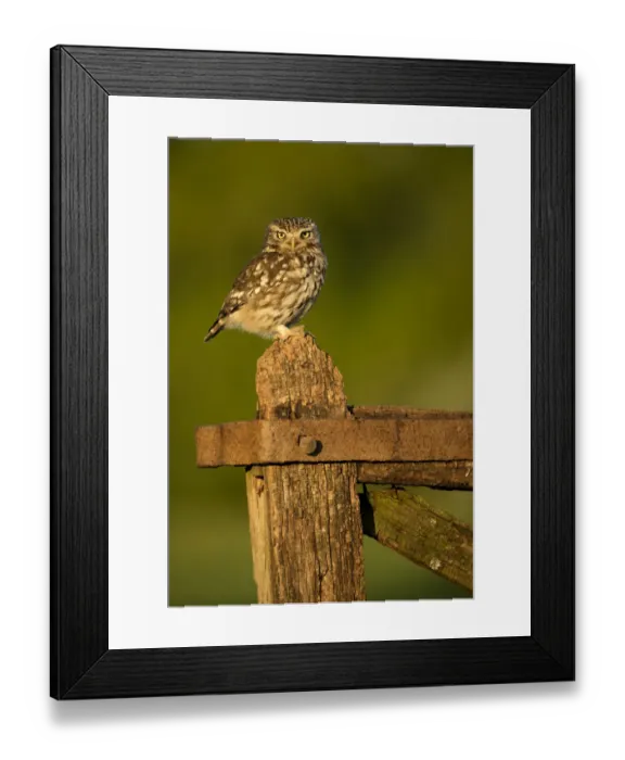Framed Print : Little Owl (Athene noctua) perched on a gate in late evening light, Worcestershire, May Framed Print : Little Owl (Athene noctua) perched on a gate in late evening light, Worcestershire, May