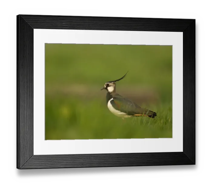 Framed Print : Lapwing (Vanellus vanellus), Skomer, Wales, UK. April 2011 Framed Print : Lapwing (Vanellus vanellus), Skomer, Wales, UK. April 2011