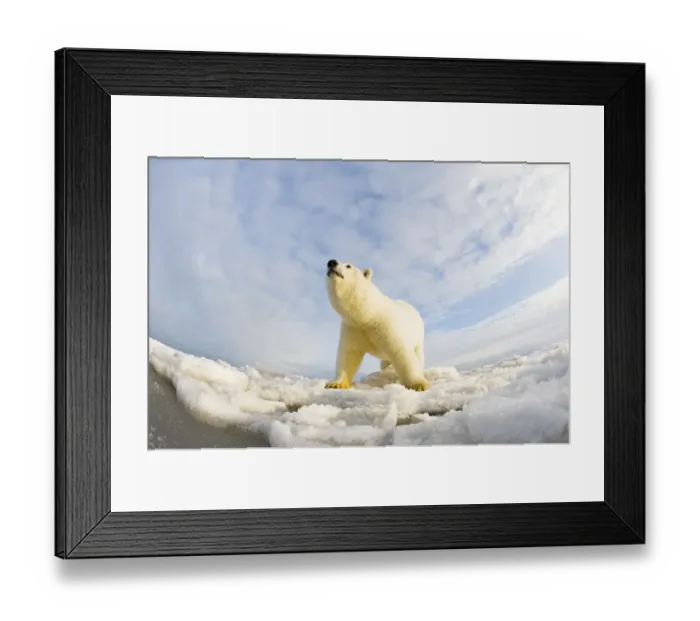 Framed Print : Polar bear (Ursus maritimus) 4-5 year-old on pack ice, low angle shot, off the 1002 Framed Print : Polar bear (Ursus maritimus) 4-5 year-old on pack ice, low angle shot, off the 1002