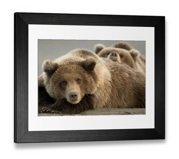 Framed Print : Coastal brown bears (Ursus arctos) resting, Lake Clarke National Park, Alaska, September Framed Print : Coastal brown bears (Ursus arctos) resting, Lake Clarke National Park, Alaska, September