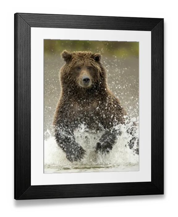 Framed Print : Coastal brown bear (Ursus arctos) fishing, Lake Clarke National Park, Alaska, September Framed Print : Coastal brown bear (Ursus arctos) fishing, Lake Clarke National Park, Alaska, September