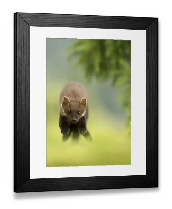 Framed Print : Pine marten (Martes martes) leaping, Ardnamurchan Peninsula, Scotland, August