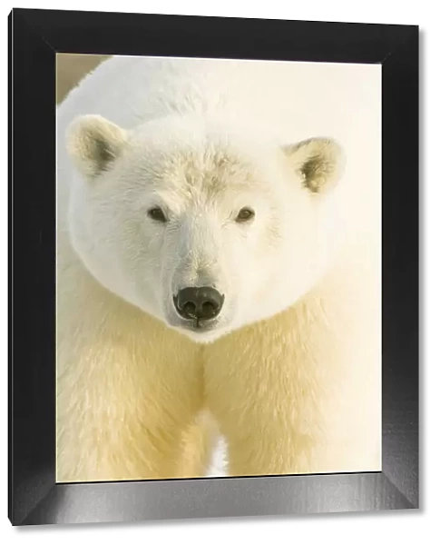 Polar bear (Ursus maritimus) portrait, female