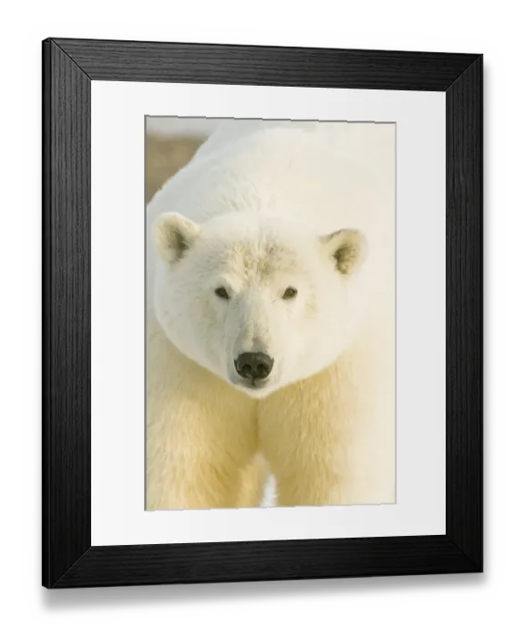 Framed Print : Polar bear (Ursus maritimus) portrait, female Framed Print : Polar bear (Ursus maritimus) portrait, female
