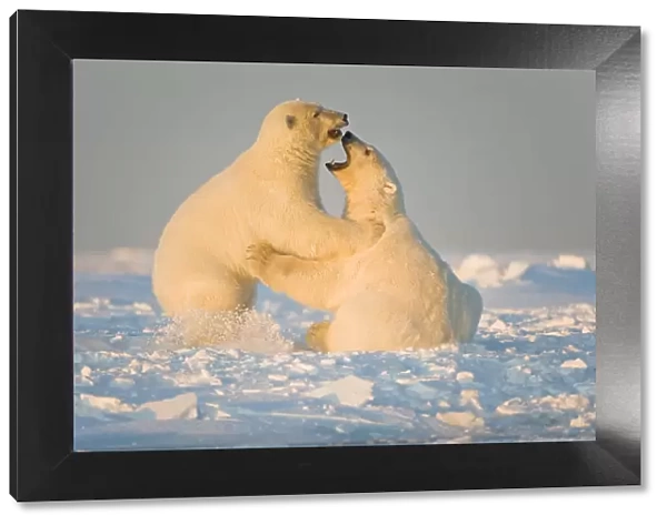 Polar bear (Ursus maritimus) 3-year-olds play fighting on newly formed pack ice, Beaufort Sea