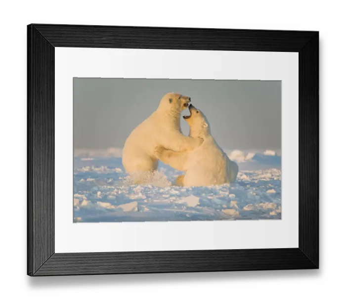 Framed Print : Polar bear (Ursus maritimus) 3-year-olds play fighting on newly formed pack ice, Beaufort Sea Framed Print : Polar bear (Ursus maritimus) 3-year-olds play fighting on newly formed pack ice, Beaufort Sea