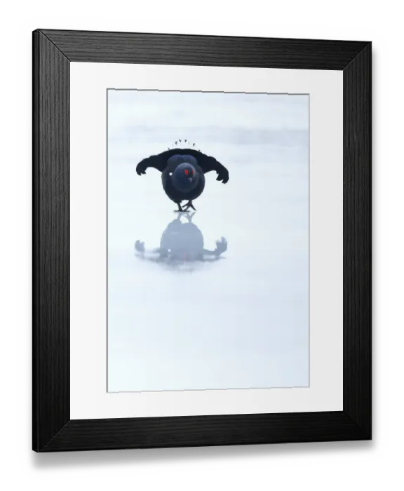 Framed Print : RF- Black Grouse (Lyrurus tetrix) displaying. Finland. March Framed Print : RF- Black Grouse (Lyrurus tetrix) displaying. Finland. March
