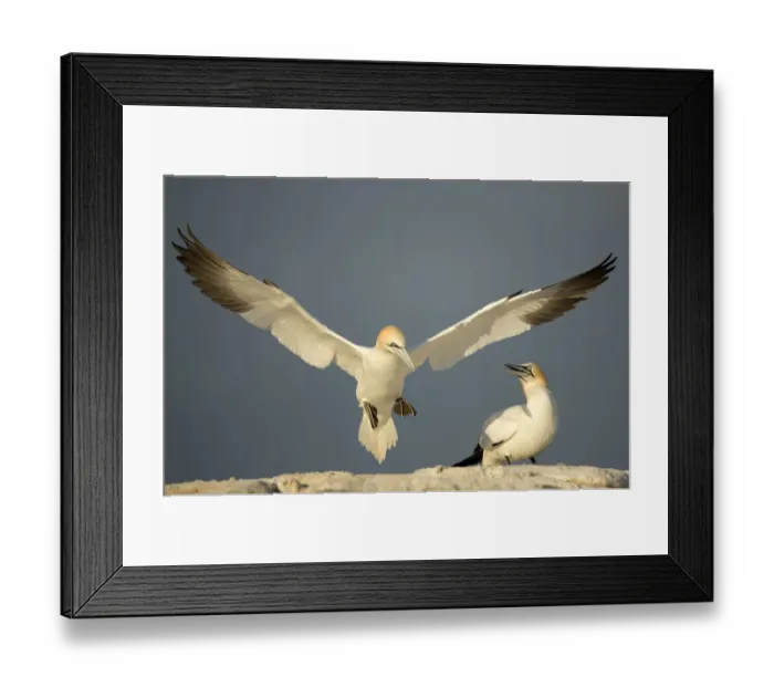 Framed Print : RF- Gannet (Morus) in flight, Great Saltee, County Wexford, Ireland. April Framed Print : RF- Gannet (Morus) in flight, Great Saltee, County Wexford, Ireland. April