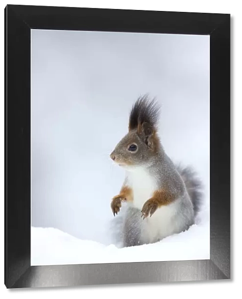 RF- Red Squirrel (Sciurus vulgaris) in snow. Finland. February