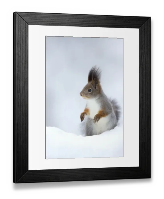 Framed Print : RF- Red Squirrel (Sciurus vulgaris) in snow. Finland. February Framed Print : RF- Red Squirrel (Sciurus vulgaris) in snow. Finland. February