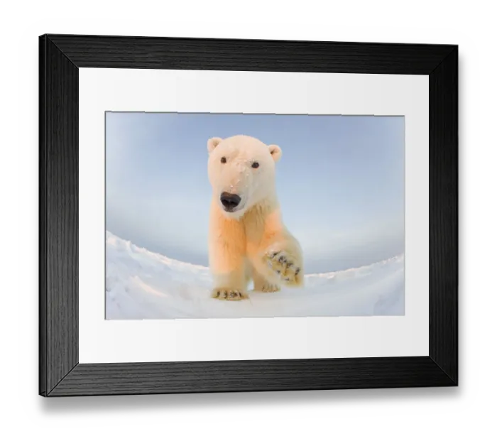 Framed Print : Polar bear (Ursus maritimus) curious young male on the newly frozen pack ice Framed Print : Polar bear (Ursus maritimus) curious young male on the newly frozen pack ice
