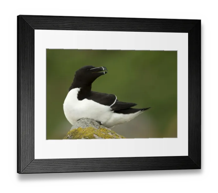 Framed Print : RF- Razorbill (Alca torda) resting on rocks. Great Saltee Island, County Wexford, Ireland Framed Print : RF- Razorbill (Alca torda) resting on rocks. Great Saltee Island, County Wexford, Ireland