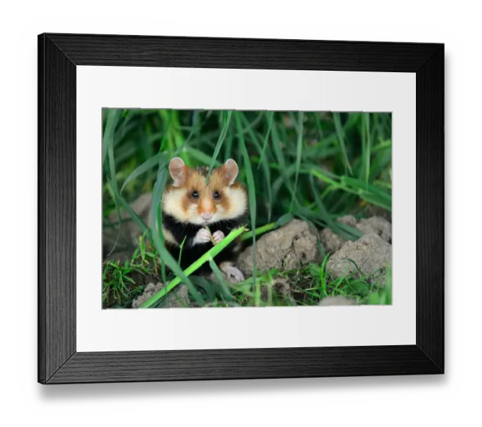 Framed Print : Common hamster feeding (Cricetus cricetus) Alsace, France, April, captive Framed Print : Common hamster feeding (Cricetus cricetus) Alsace, France, April, captive