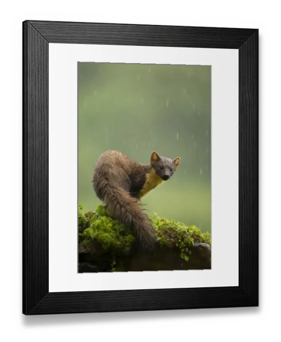 Framed Print : RF- Pine marten (Martes martes) in rain. Scotland, UK. July 2015 Framed Print : RF- Pine marten (Martes martes) in rain. Scotland, UK. July 2015